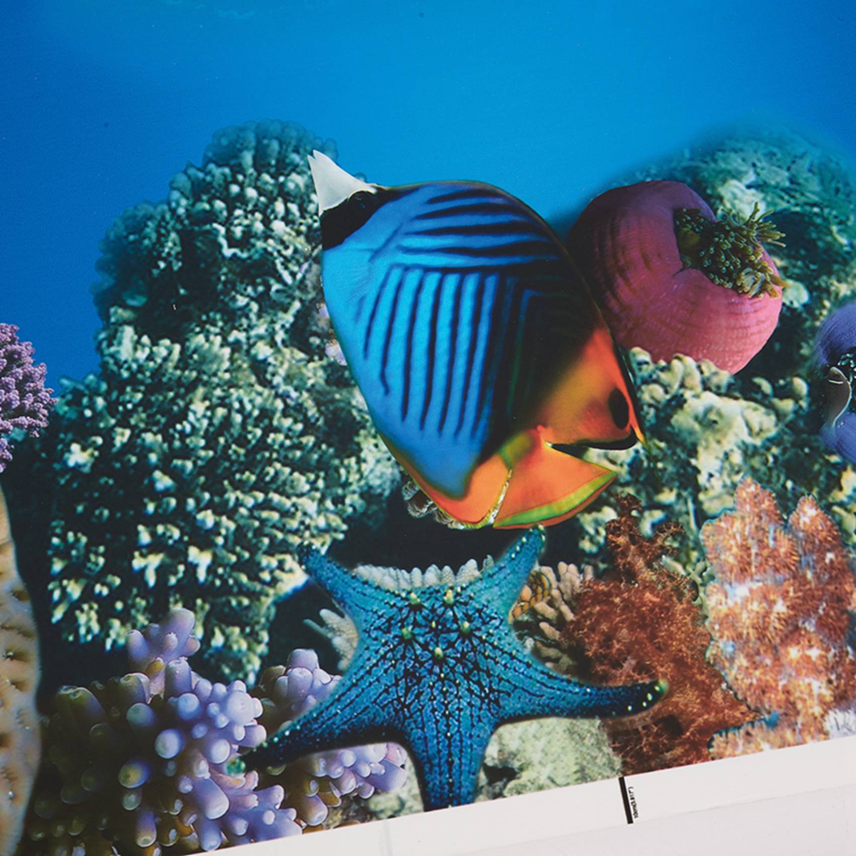 Aquarium Fish Wallpaper Hd - A77I Papier do dekoracji akwarium HD