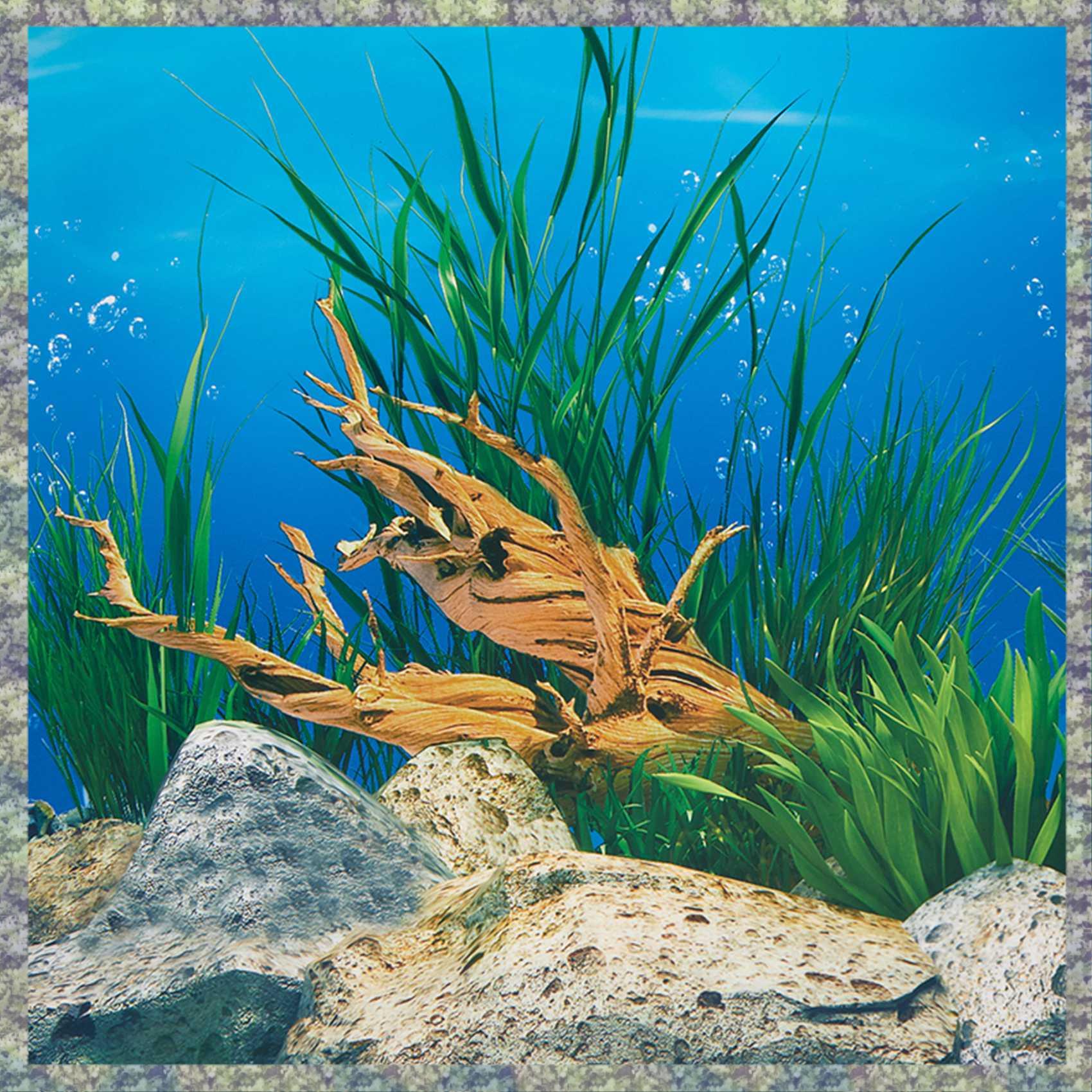 Aquarium Fish Wallpaper Hd - WON akwarium papier informacyjny obraz HD