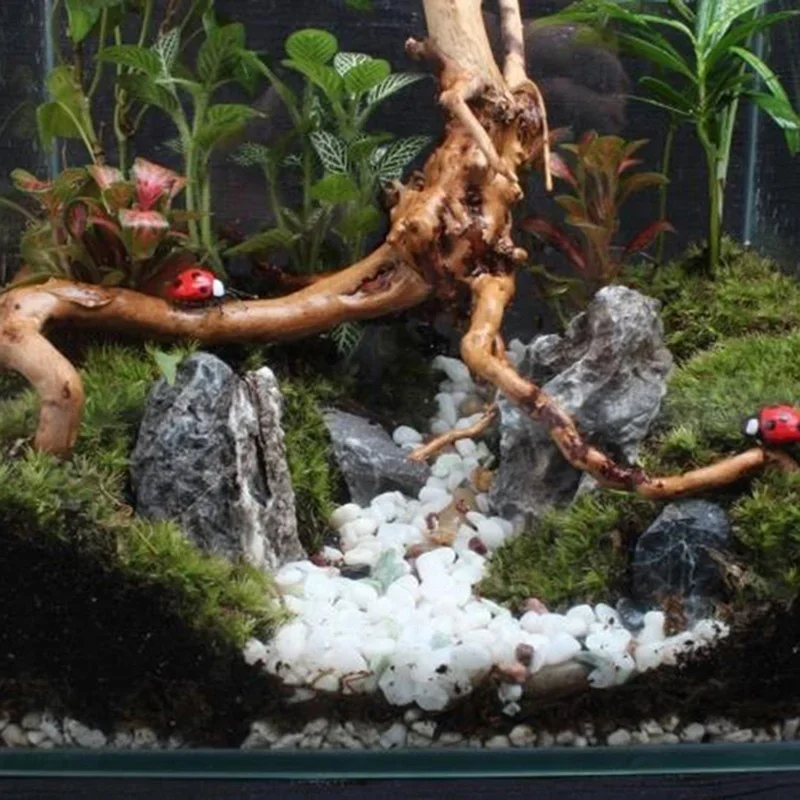 Naturalne drzewo pnia Driftwoo – Aquarium Fish Only recenzja i cena
