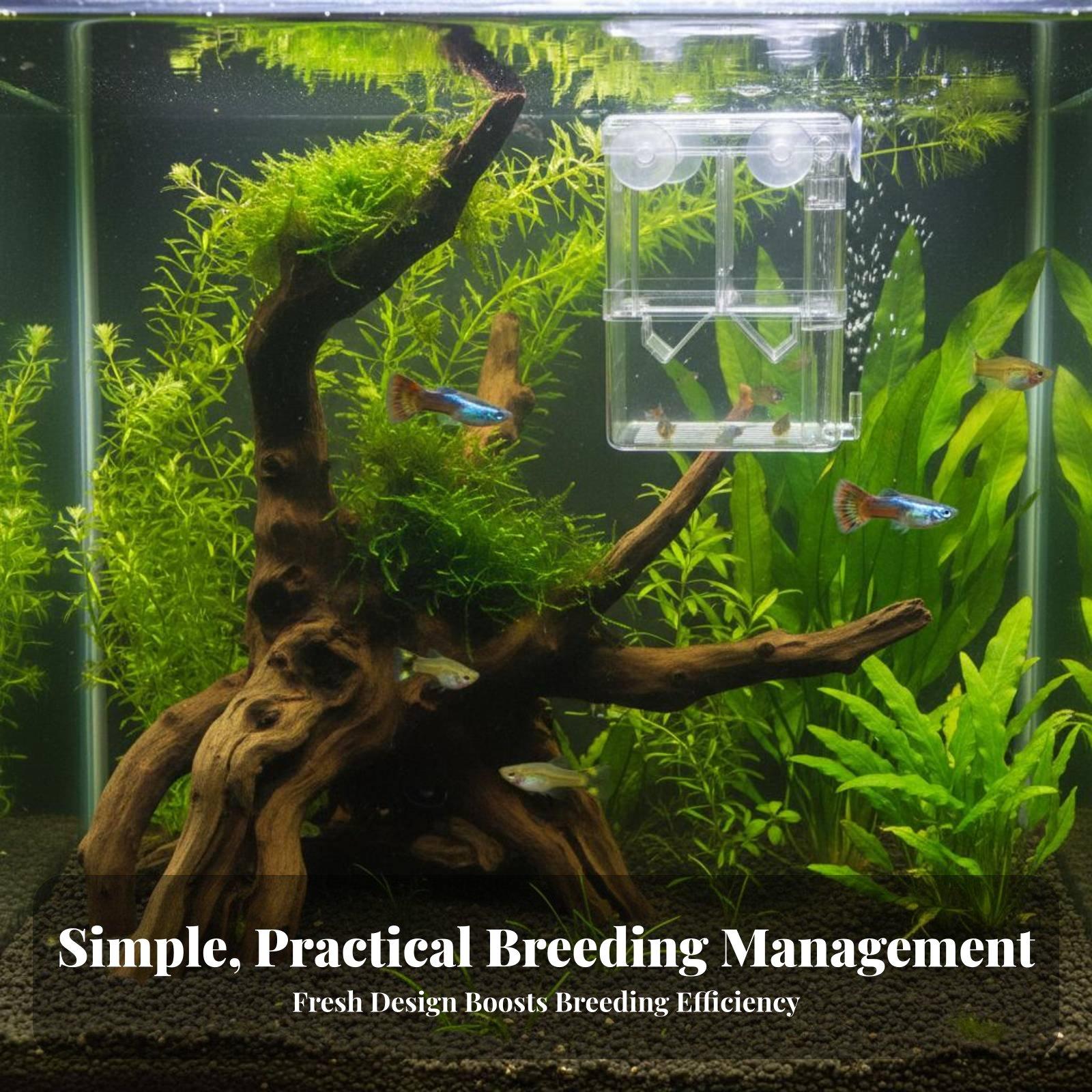 Dwuwarstwowy akwarium hodowlan – Aquarium Fish Breeding recenzja i cena
