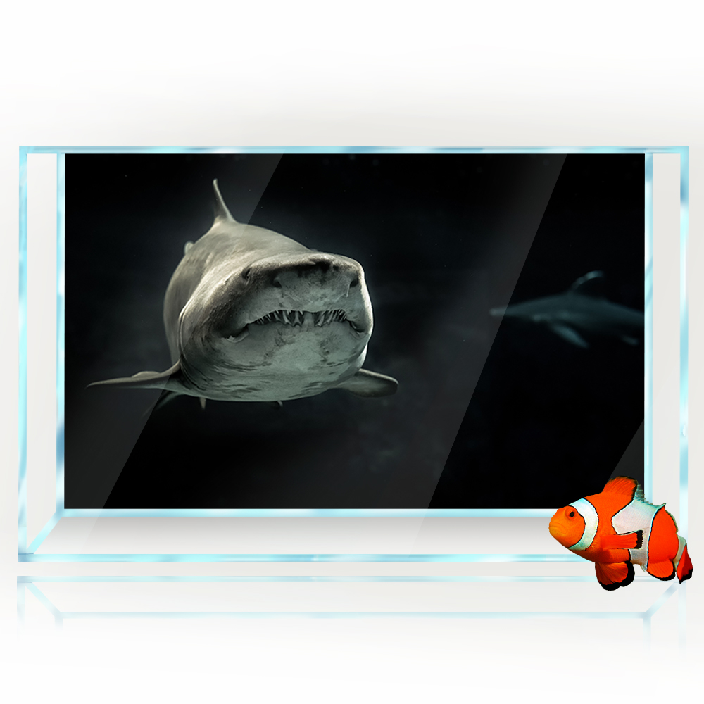 Tło akwarium 3D rekin czarne c – Aquarium Fish Wallpaper Hd recenzja i cena